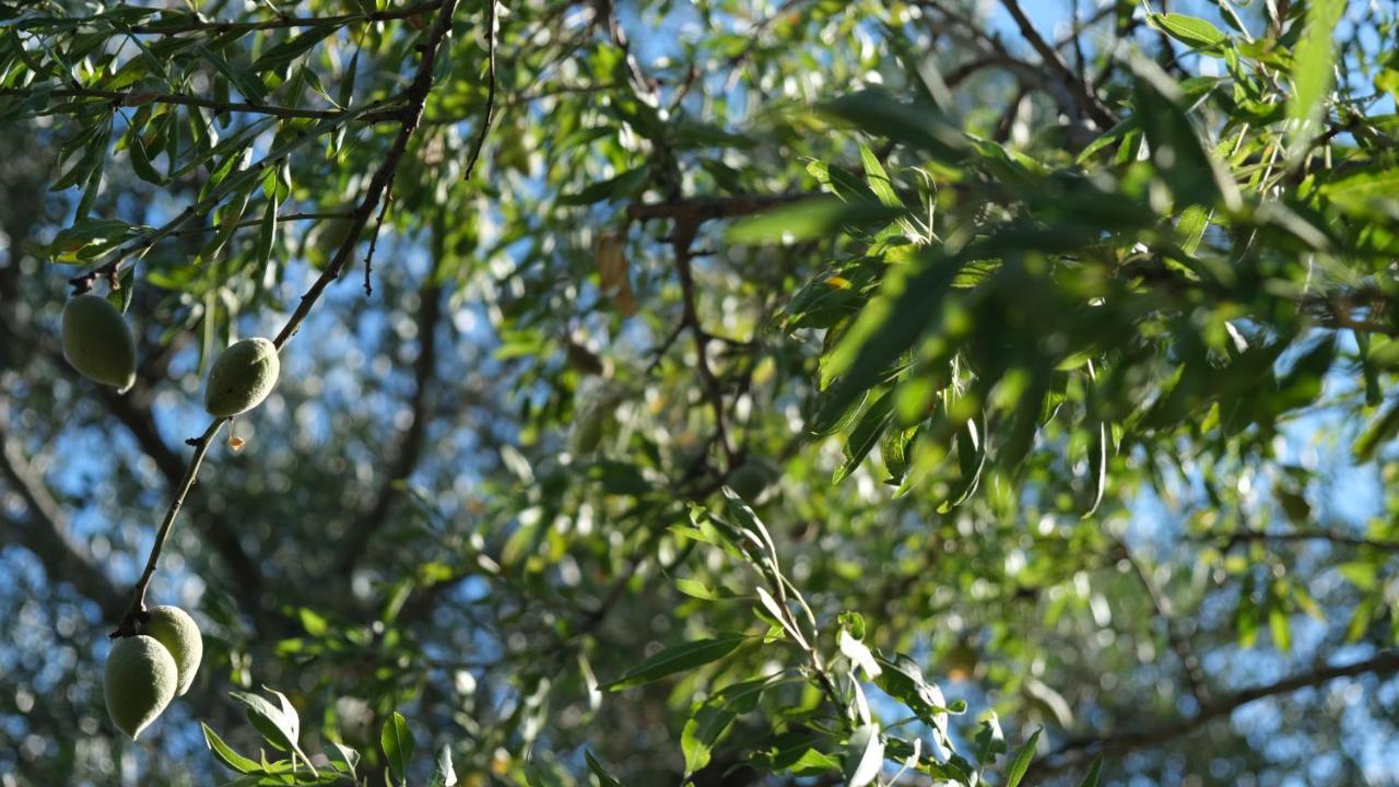 Il Rifugio Nel Verde Monopoli Eksteriør billede